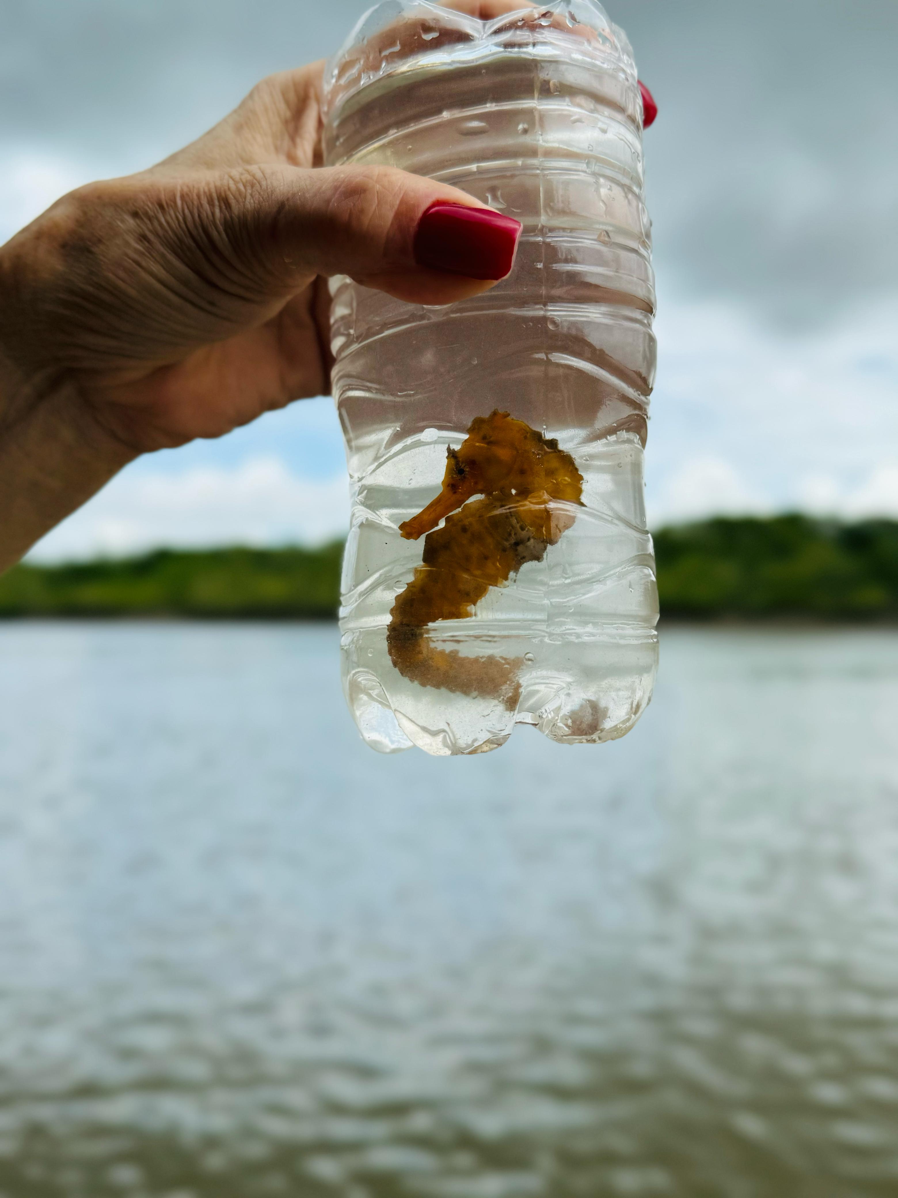 Barco navegando no manguezal